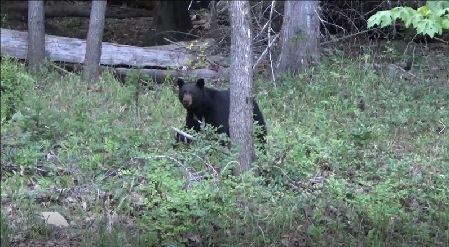 Bear at Stehekin Cabin