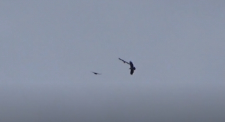 Hawks and eagles at Mount Jupiter