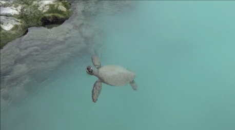 Sea turtle at Blue Lagoon
